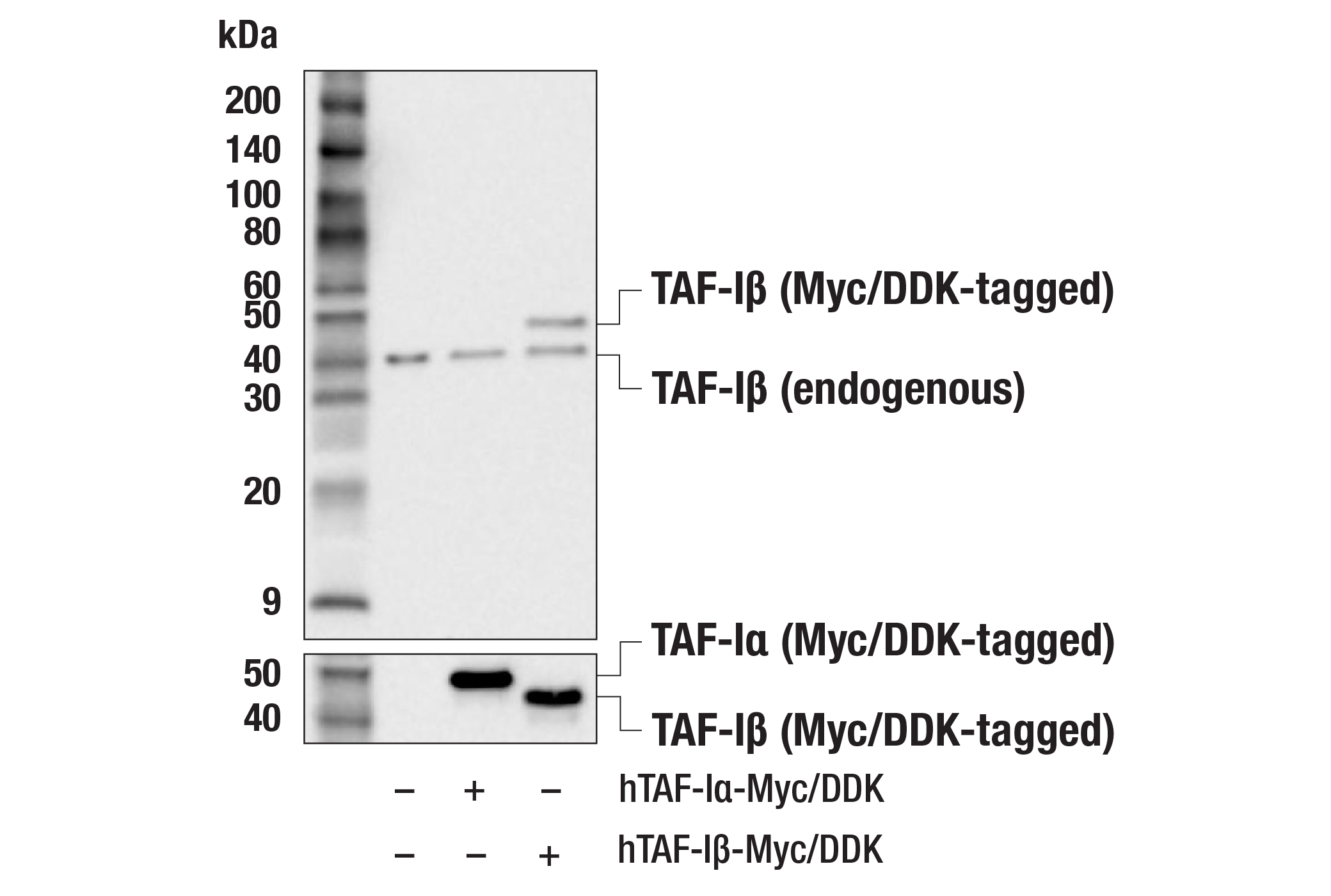 Western Blotting Image 2: TAF-Iβ (F9P9J) Rabbit mAb