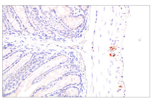 Immunohistochemistry Image 3: VGLUT2 (E2V4W) Rabbit mAb