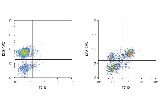 Flow Cytometry Image 1: Ezh2 (D2C9) XP® Rabbit mAb (BSA and Azide Free)