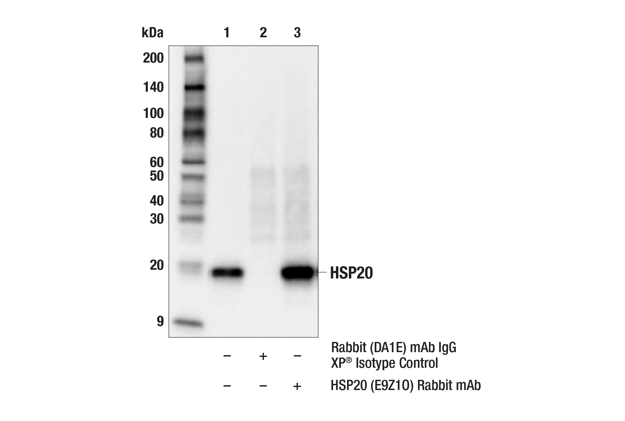 Immunoprecipitation Image 1: HSP20 (E9Z1O) Rabbit mAb