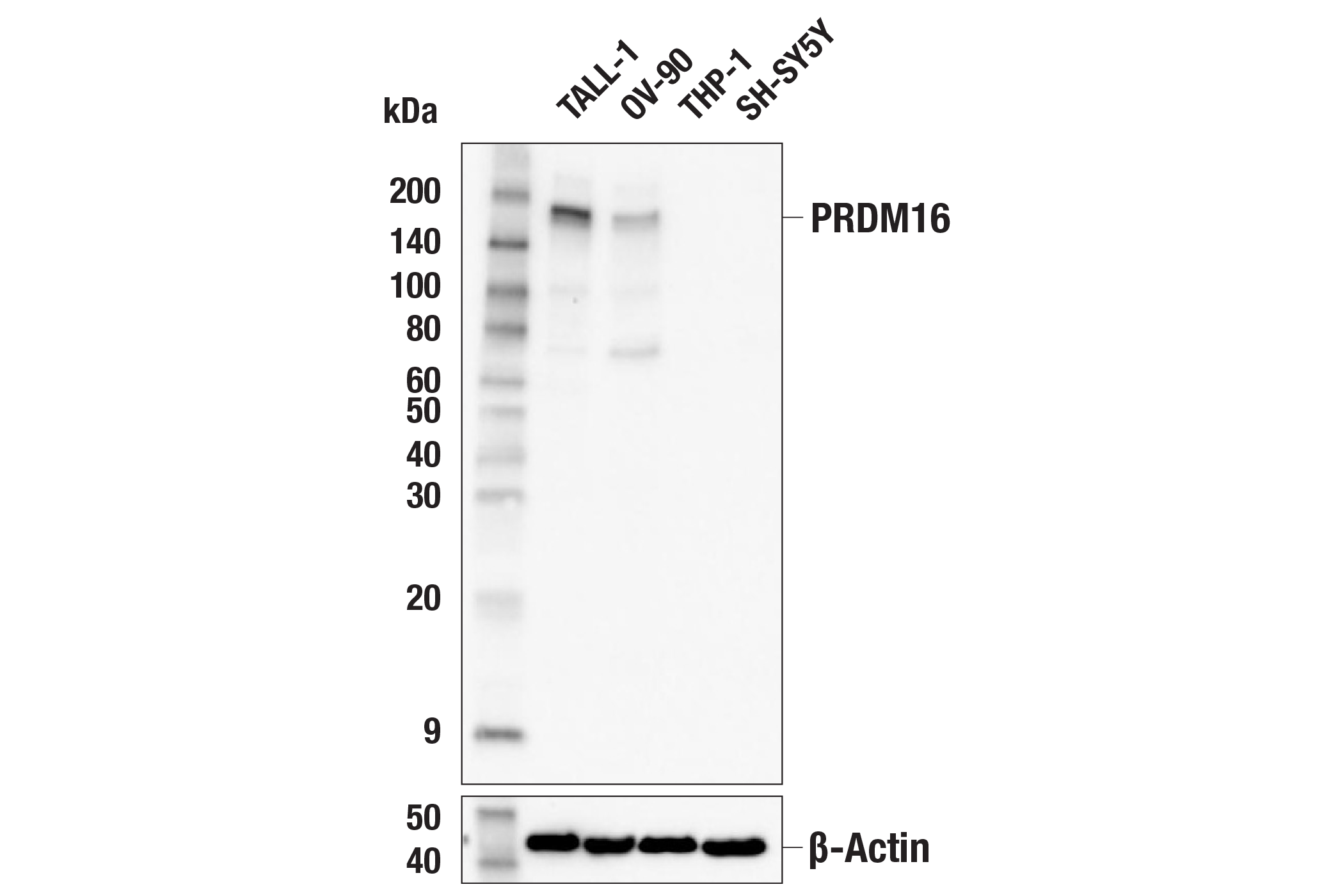 PRDM16 F3K9T Rabbit MAb Cell Signaling Technology