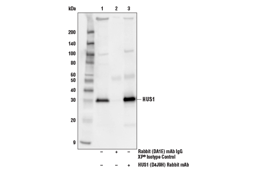 Immunoprecipitation Image 1: HUS1 (D4J9H) Rabbit mAb