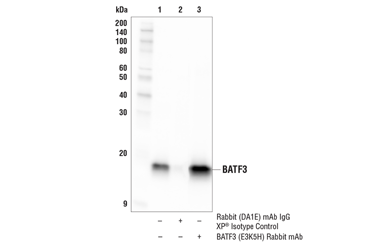 Immunoprecipitation Image 1: BATF3 (E3K5H) Rabbit mAb