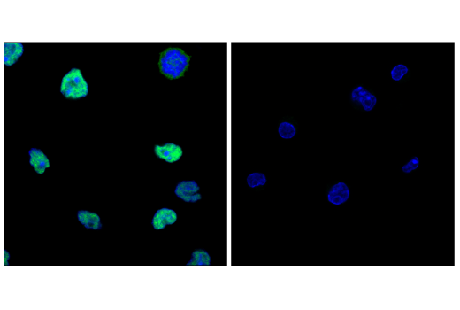 Immunofluorescence Image 4: TCF1/TCF7 (E6O1K) Rabbit mAb
