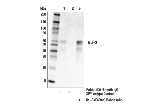 Immunoprecipitation Image 1: Bcl-3 (E4D4K) Rabbit mAb