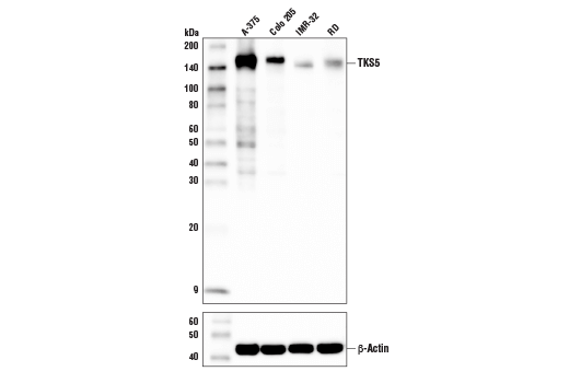 Western Blotting Image 1: TKS5 Antibody