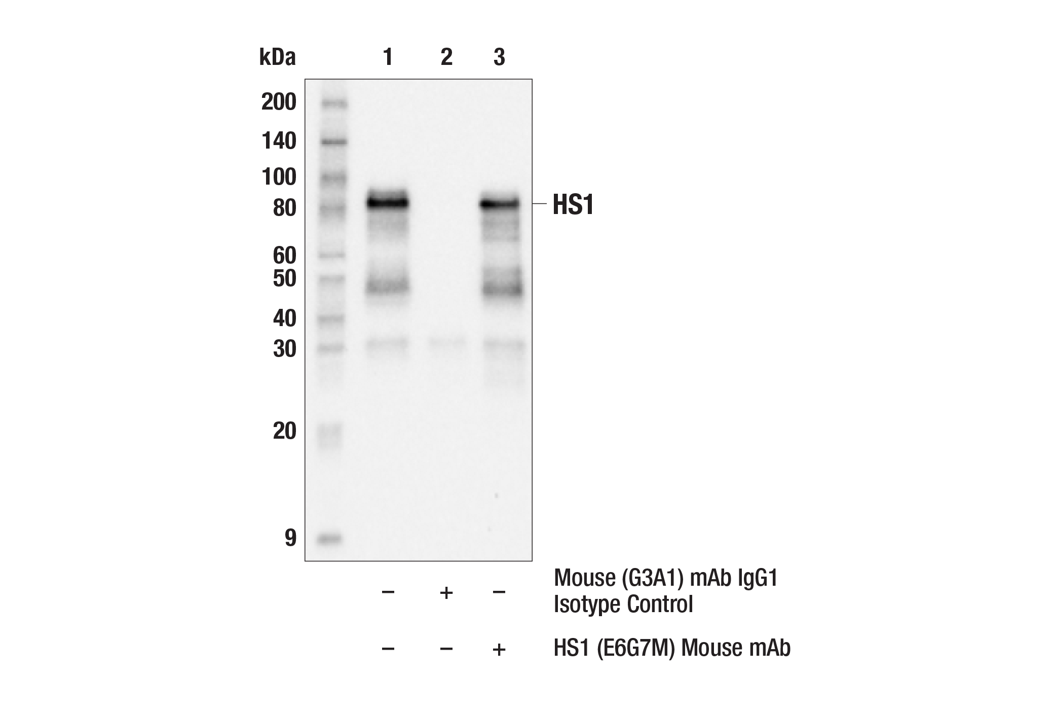 Immunoprecipitation Image 2: HS1 (E6G7M) Mouse mAb