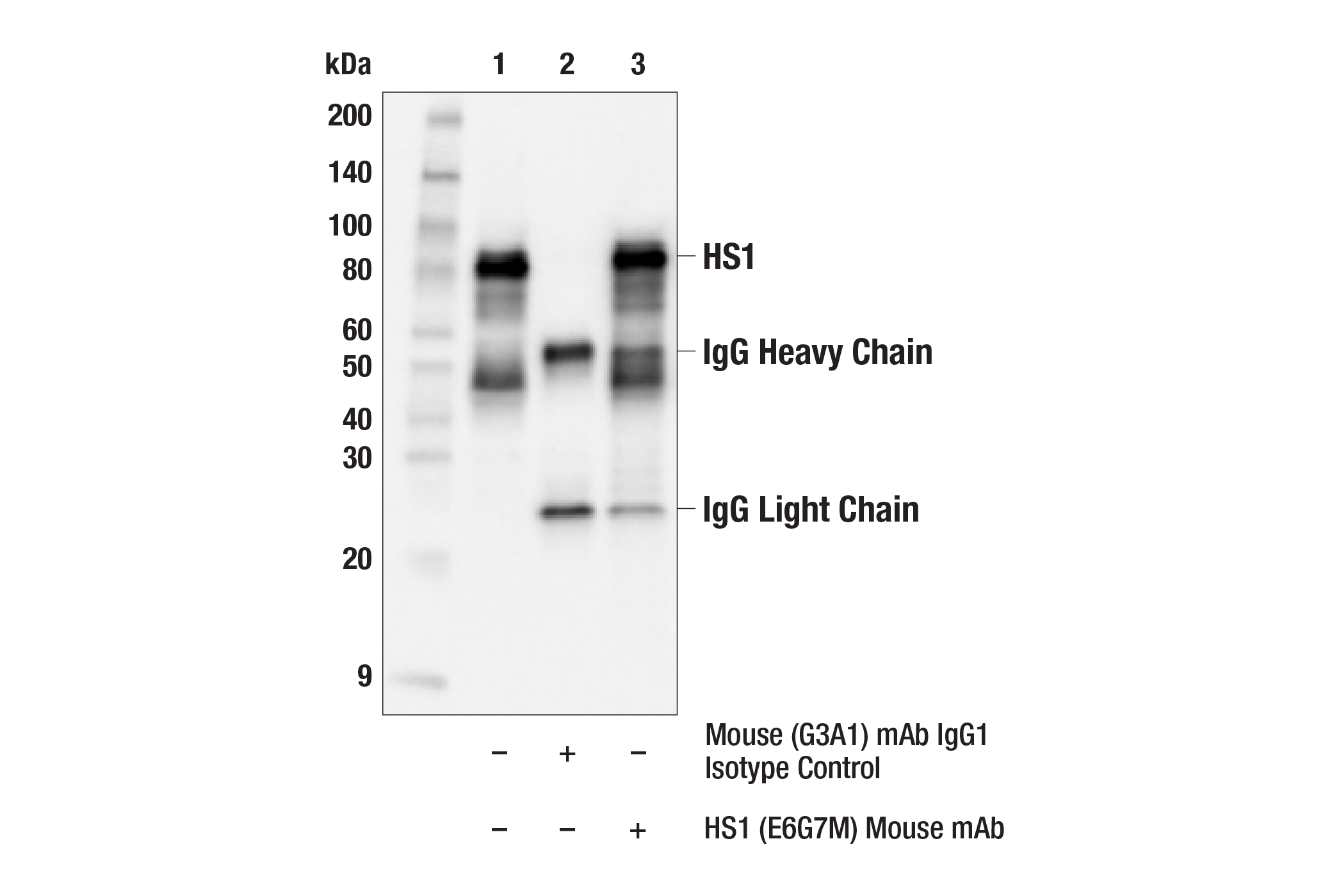Immunoprecipitation Image 1: HS1 (E6G7M) Mouse mAb