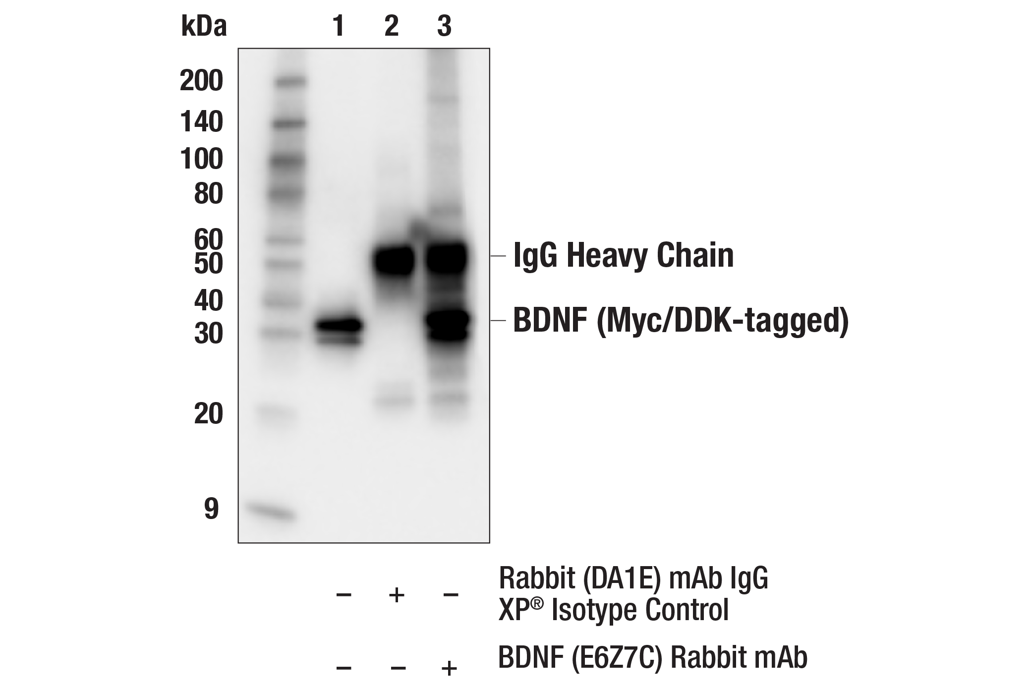 Immunoprecipitation Image 1: BDNF (E6Z7C) Rabbit mAb