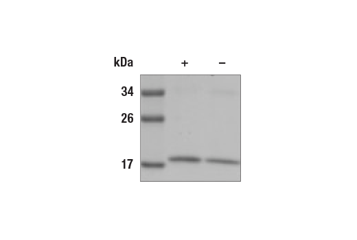 Image 2: Human TNF-α Recombinant Protein