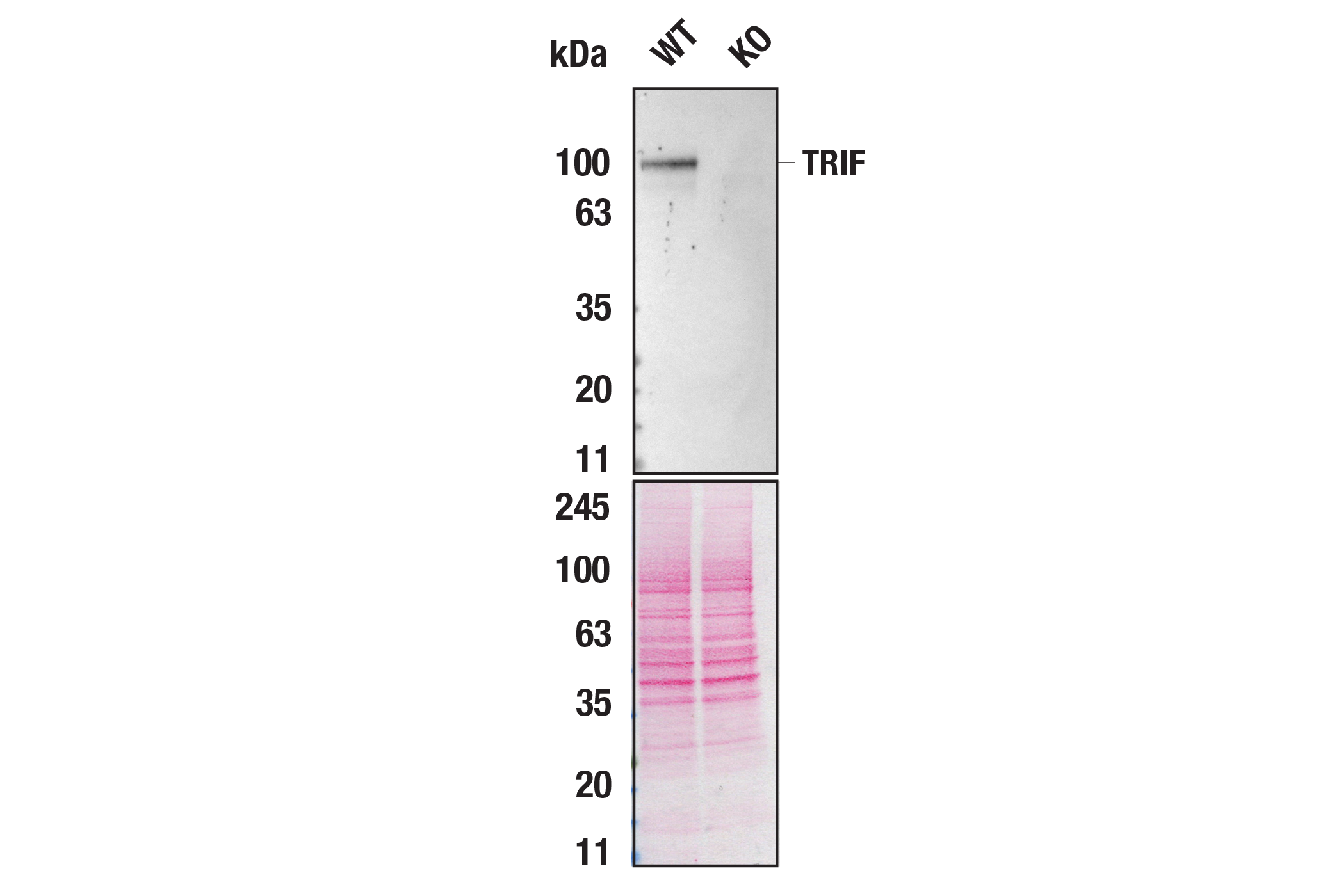 Western Blotting Image 2: TRIF (F6K4E) Rabbit Monoclonal Antibody