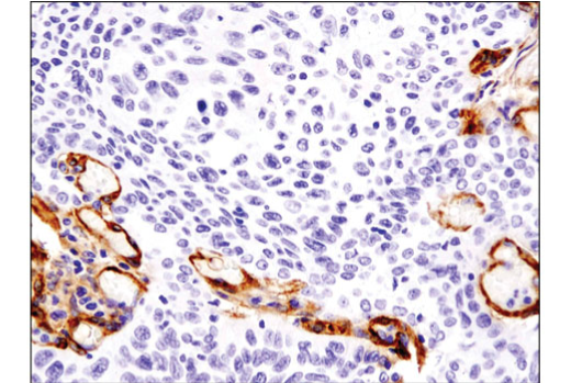 Immunohistochemistry Image 2: Thy1/CD90 (D3V8A) Rabbit mAb (BSA and Azide Free)