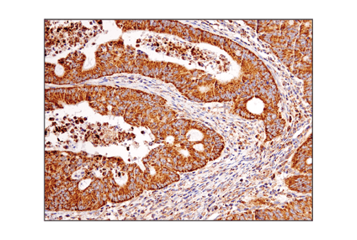 Immunohistochemistry Image 1: VDAC (D73D12) Rabbit mAb (BSA and Azide Free)