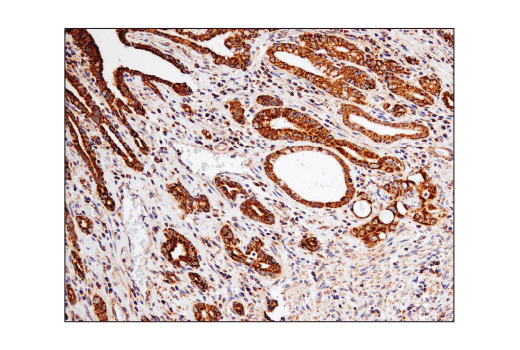 Immunohistochemistry Image 2: VDAC (D73D12) Rabbit mAb (BSA and Azide Free)