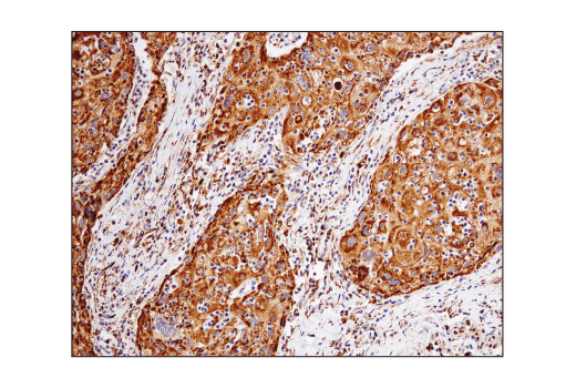 Immunohistochemistry Image 3: VDAC (D73D12) Rabbit mAb (BSA and Azide Free)