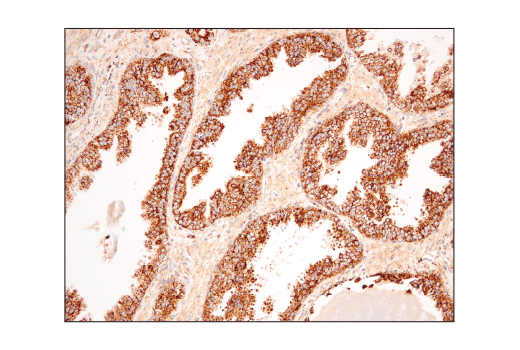 Immunohistochemistry Image 4: VDAC (D73D12) Rabbit mAb (BSA and Azide Free)