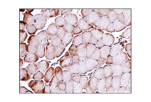 Immunohistochemistry Image 5: VDAC (D73D12) Rabbit mAb (BSA and Azide Free)