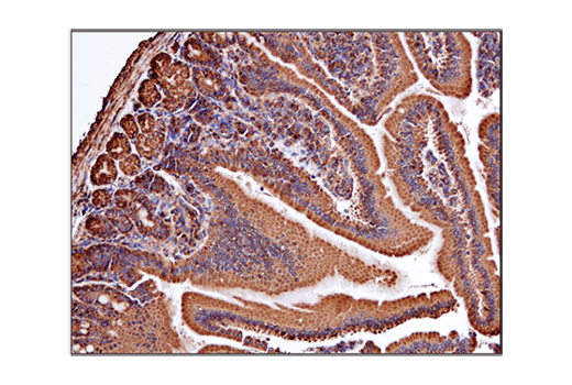Immunohistochemistry Image 6: VDAC (D73D12) Rabbit mAb (BSA and Azide Free)