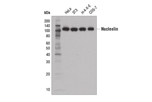 Western Blotting Image 1: Nucleolin (D4C7O) Rabbit mAb (BSA and Azide Free)