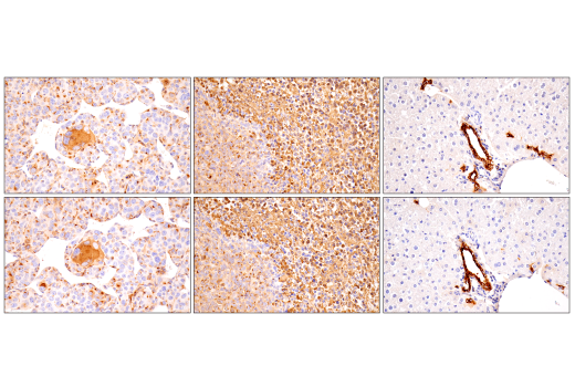 Immunohistochemistry Image 4: Osteopontin/SPP1 (E9Z1D) Rabbit mAb (BSA and Azide Free)