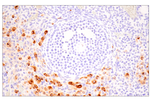 Immunohistochemistry Image 1: Osteopontin/SPP1 (E9Z1D) Rabbit mAb (BSA and Azide Free)