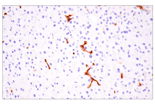 Immunohistochemistry Image 2: Osteopontin/SPP1 (E9Z1D) Rabbit mAb (BSA and Azide Free)
