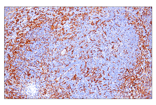 Immunohistochemistry Image 9: Iba1/AIF-1 (E4O4W) XP® Rabbit mAb