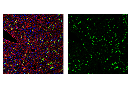 Immunofluorescence Image 3: Iba1/AIF-1 (E4O4W) XP® Rabbit mAb