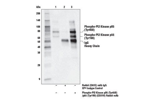 Immunoprecipitation Image 1: Phospho-PI3 Kinase p85 (Tyr458)/p55 (Tyr199) (E3U1H) Rabbit mAb