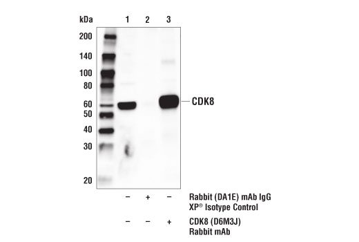 Immunoprecipitation Image 1: CDK8 (D6M3J) Rabbit mAb