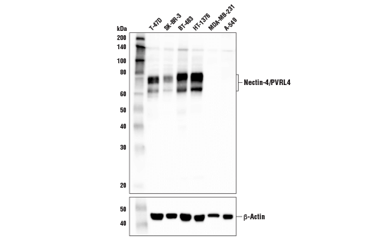 Western Blotting Image 1: Nectin-4/PVRL4 Antibody