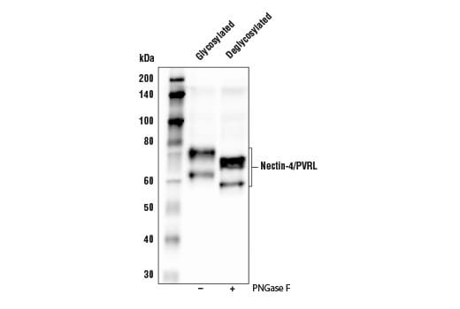 Western Blotting Image 3: Nectin-4/PVRL4 Antibody