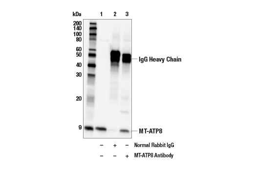 Immunoprecipitation Image 1: MT-ATP8 Antibody