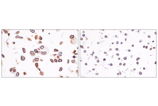  Image 25: Mouse Reactive Senescence Marker Antibody Sampler Kit