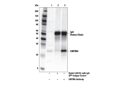 Immunoprecipitation Image 1: CMTM4 Antibody