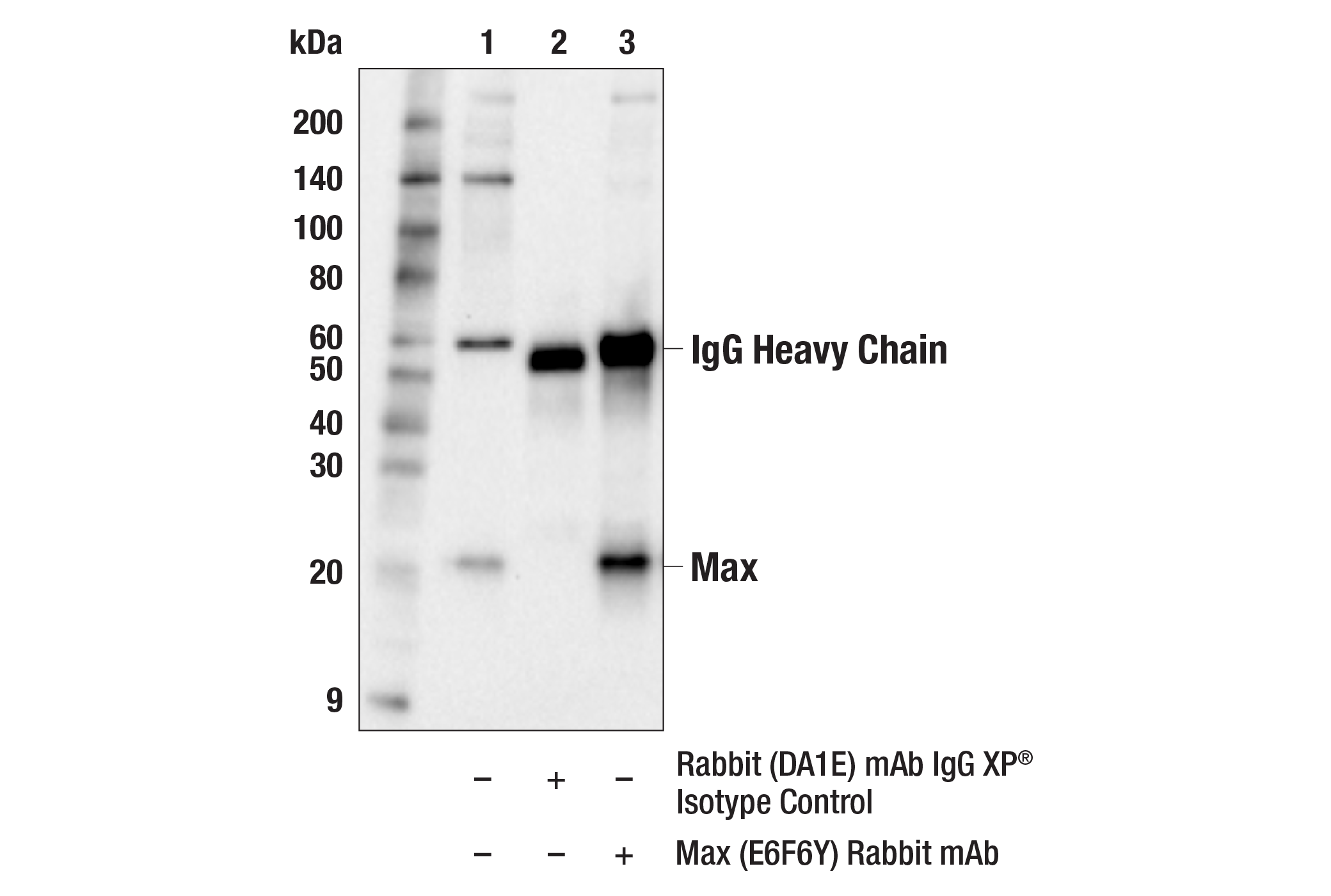 Immunoprecipitation Image 1: Max (E6F6Y) Rabbit mAb