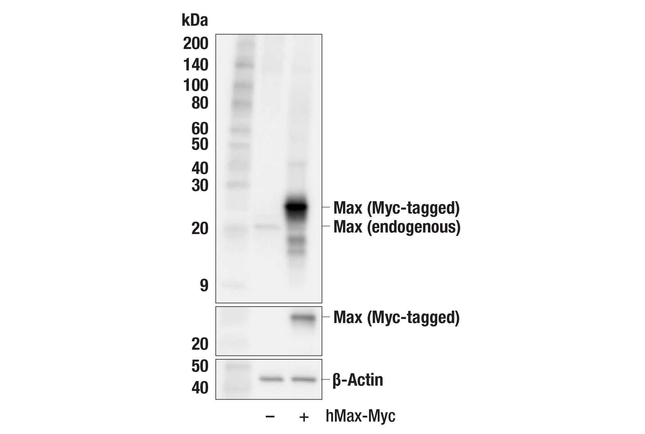 Western Blotting Image 2: Max (E6F6Y) Rabbit mAb