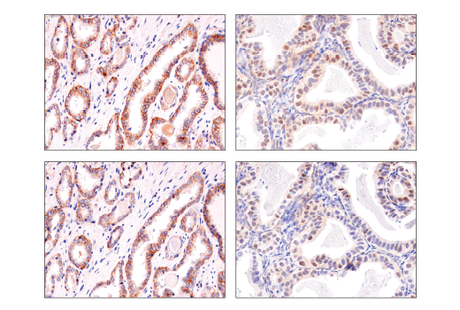 Immunohistochemistry Image 1: Notch2 (D76A6) XP® Rabbit mAb (BSA and Azide Free)