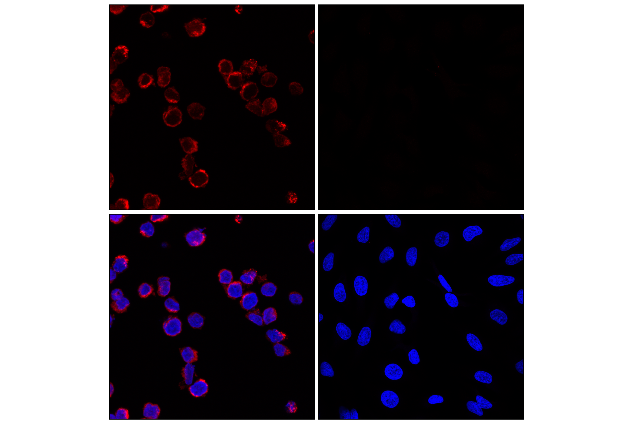 Immunofluorescence Image 1: Myeloperoxidase (E1E7I) XP® Rabbit mAb (Alexa Fluor® 647 Conjugate)