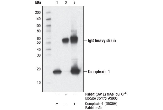 Immunoprecipitation Image 1: Complexin-1 (D5Q5H) Rabbit mAb