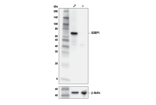 Western Blotting Image 1: G3BP1 Antibody