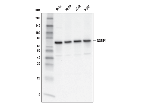 Western Blotting Image 2: G3BP1 Antibody