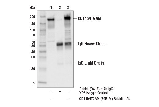 Immunoprecipitation Image 1: CD11b/ITGAM (E6E1M) Rabbit mAb
