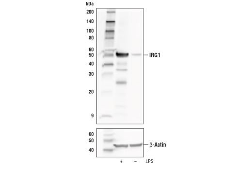 Western Blotting Image 1: IRG1 Antibody