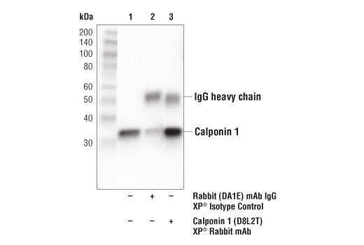Immunoprecipitation Image 1: Calponin 1 (D8L2T) XP® Rabbit mAb