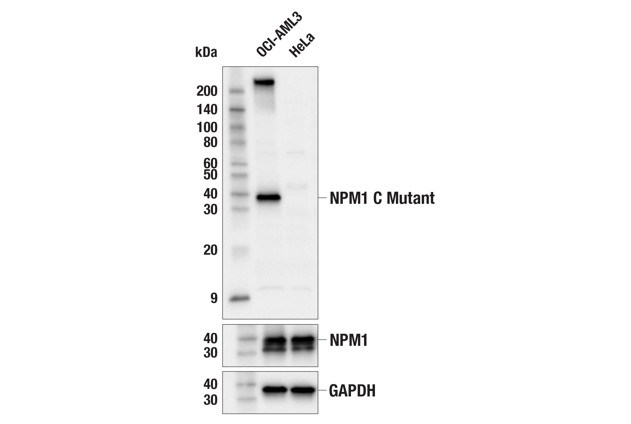 Western Blotting Image 1: NPM1 (C Mutant Specific) Antibody