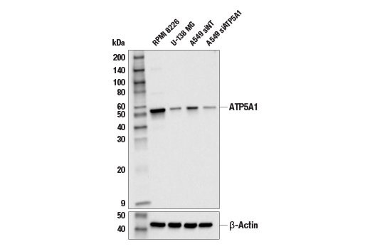 Western Blotting Image 2: ATP5A1 Antibody