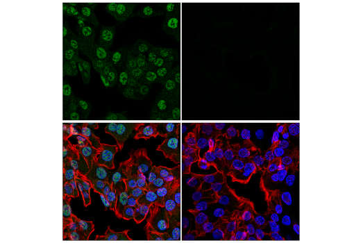 Immunofluorescence Image 3: CDK2 (E8J9T) XP® Rabbit mAb