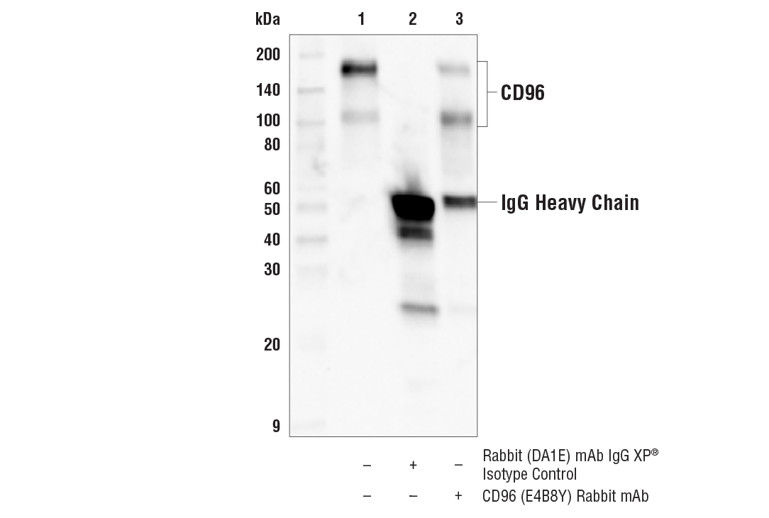 Immunoprecipitation Image 1: CD96 (E4B8Y) Rabbit mAb