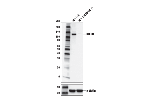 Western Blotting Image 2: KIF5B Antibody
